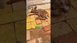 Baby deer got Reborn 😭