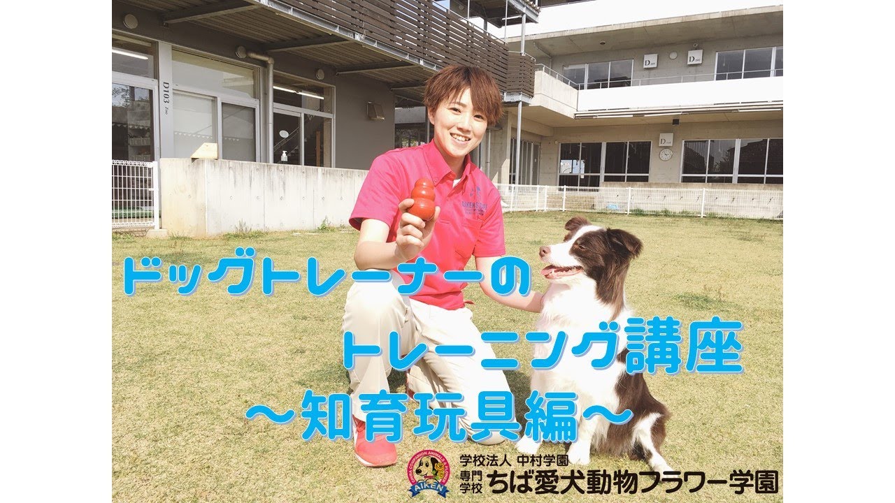 ちば愛犬プチ講座 ドッグトレーナーのトレーニング講座 知育玩具編 Youtube ちば愛犬プチ講座 ドッグトレーナーのトレーニング講座 知育玩具編 Youtube