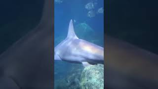 Yikes ?summer 2023 fun shark swimming fish aquarium tennessee