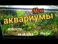 Обзор моих аквариумов / новости, планы