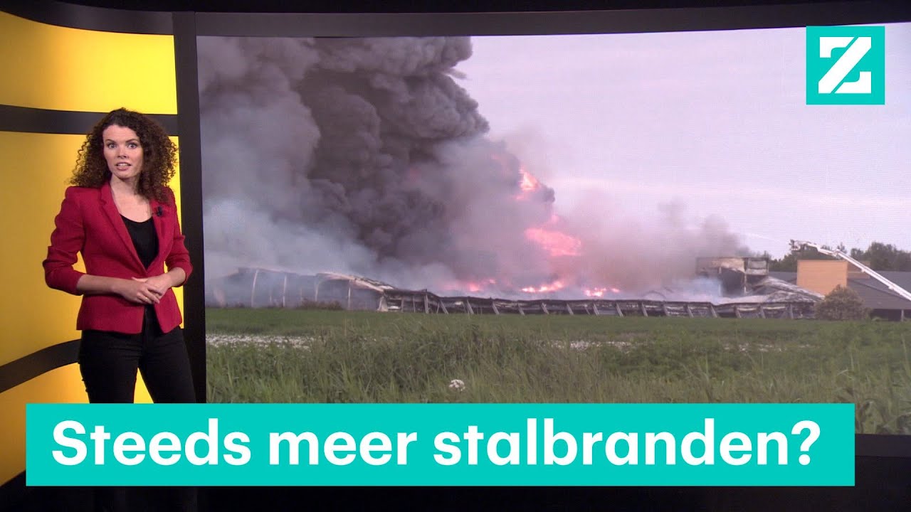 Horrorzomer: waarom zijn er zoveel stalbranden? • Z zoekt uit
