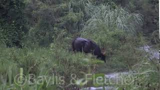 Gaur (Bos gaurus), Thailand. 20180804_061814.m2ts