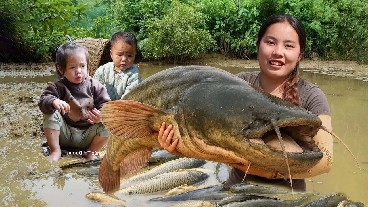 Huge Catch! Harvesting Over 1000KG Giant Fish for Market Sale – Family Cooking Fun