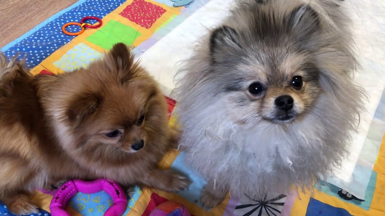 Щеночки Йорка и Шпица, прогулка, игры, вкусняшка для собачек