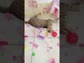 “ring,  random and a catt”#satisfying #SatisfyingProcess #satisfyingvideo #cat