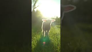 Exploring Their New World