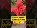 Different types of hibiscus flowers 🌺🌸🪴😍 #gardening #trending #shorts #farming #shortsfeed #nature