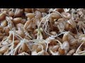 Проращивание пшеницы для кур несушек