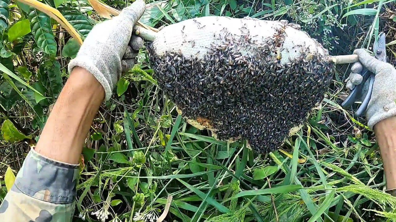 Săn tìm ong ruồi ở căn cứ (nghĩa tình TV)