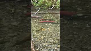 Alaska red Sockeye Salmon in shallow creek one caught under a limb manages to escape #salmon #Alaska