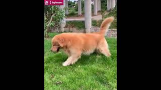 The golden retriever makes all kinds of cute moves on the grass🫡