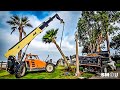 𝗥𝗢𝗢𝗧𝗘𝗗 𝗜𝗡 𝗧𝗥𝗔𝗡𝗦𝗜𝗧: Five Palms Now Relocated for Pier Bridge Project