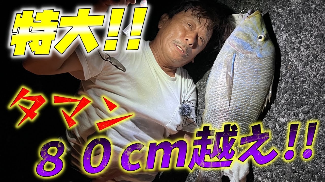 高知県、もっとでかいタマンを釣れ!後編】でた〜!投げ竿に85cmタマン 高知県、もっとでかいタマンを釣れ!後編】でた〜!投げ竿に85cmタマン