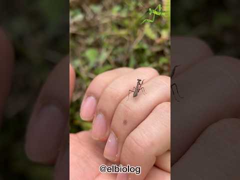 Vídeo: 3 maneres de mantenir feliç la teva mascota tortuga