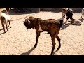 Goat рџђђ Meeting In Tharparkar Pakistan Goats Love Goats Meeting Lover Goat рџђђ Meeting In Tharparkar Pakistan Goats Love Goats Meeting Lover