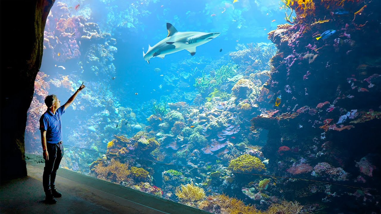 Curated visual reference: Biggest Aquarium Art Installations Reference: Dutch Aquarium 3 Largest Aquarium In The World
