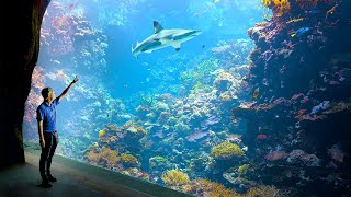 Dutch Aquarium  #3 Largest Aquarium in The World!!  (Private Tour)