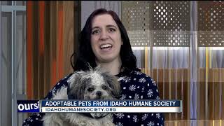 Idaho Humane Society: Hermey