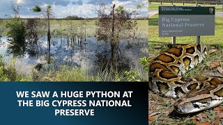 We Saw A Huge Python at the Big Cypress National Preserve