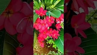 Beautiful Floral #Flowers #Shots #Foryou #Viral #Video #Youtubeshorts