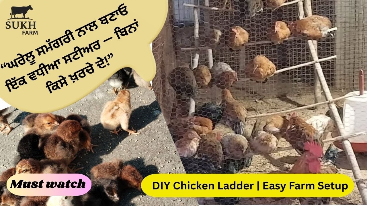 ਮੁਰਗੀਆਂ ਦੇ ਬੈਠਣ ਲਈ ਲੱਕੜਾਂ ਦੀ ਸਟੀਅਰ ਕਿਵੇਂ ਬਣਾਈਏ | Chicken Perch Ladder DIY | Poultry Farm Setup Idea