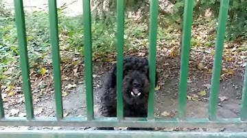 Xiaomi Mi A1 phone Slowmotion 720p 120fps camera test video