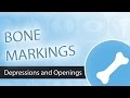 Bone Markings-  Depressions and Openings