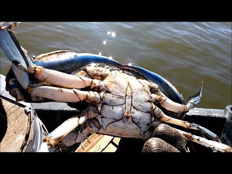 How To Catch Crabs - Trotline Crabbing - Razor Clams 