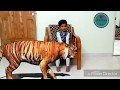 tiger with 6 year old kid | tiger with kids | the real tiger on chair #tiger #shorts