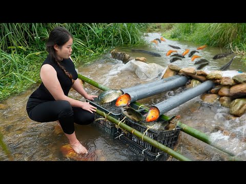 Great tips to trap many stream fish using PVC pipes and plastic trays. Đặng Thủy