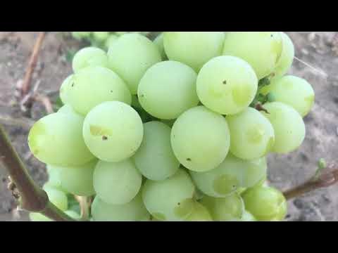 Виноград нельсон описание сорта фото отзывы