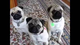 Baa Pug Gifs Baa