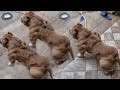 5 Razas de pitbull Únicas En El Mundo