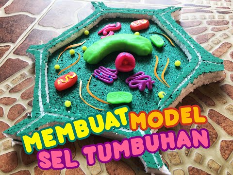 Video: Bagaimana cara membuat sel tumbuhan dari playdough?