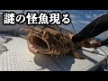 【奄美大島】スロージギングで人生初の怪魚現る！【大物釣り】