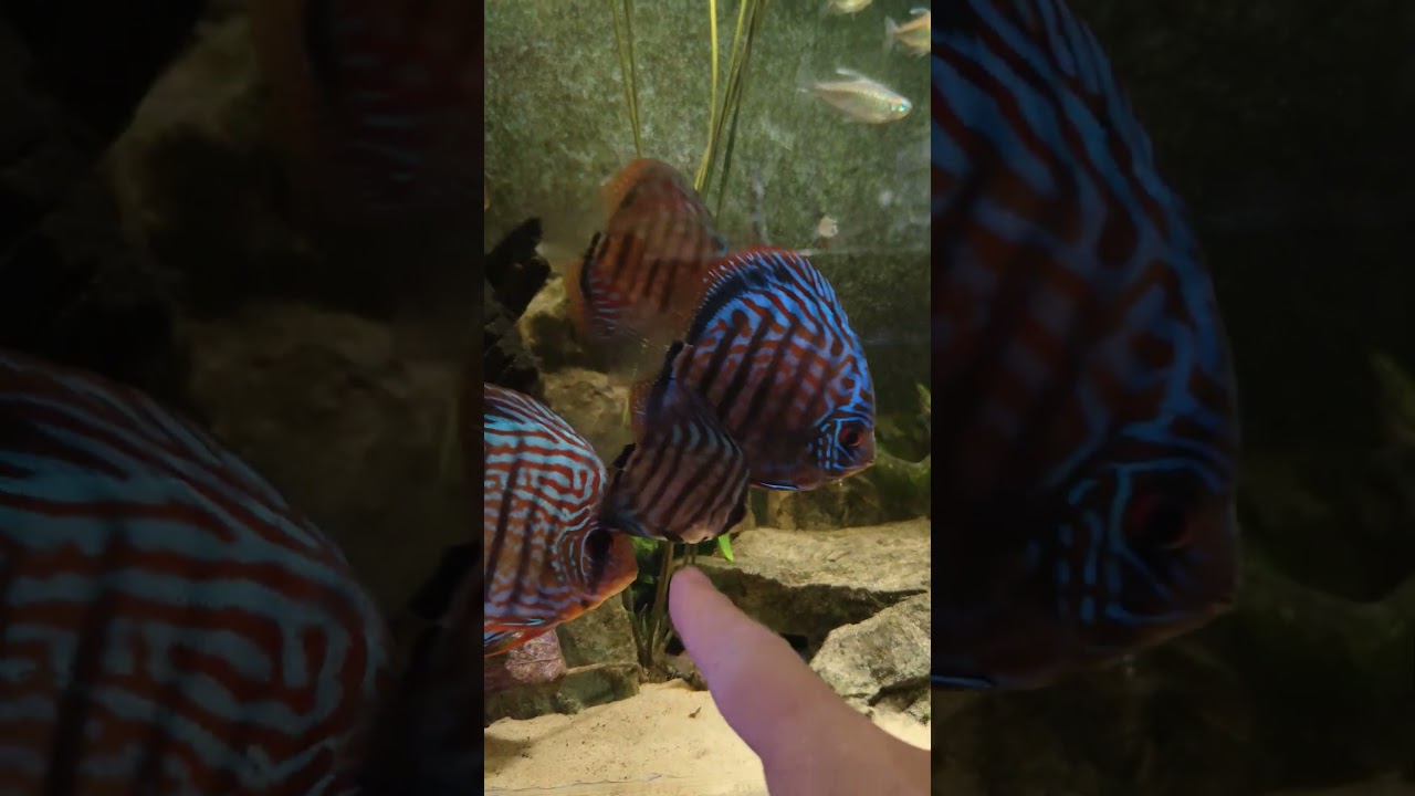 How To Make Tiger Lotus Grow Bushy In Your Tank!