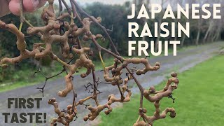 TASTE TEST: Japanese Raisin Tree Fruit