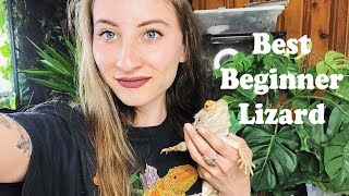 What Beginner Lizard Is Best For You