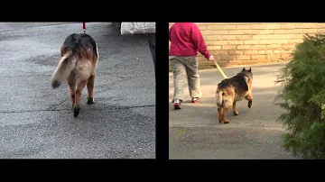 Quando un cane cammina storto?