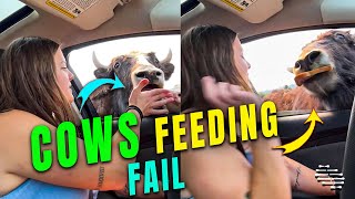 Girl Was Freaking Out Feeding the Cows at Olympic Game Farm