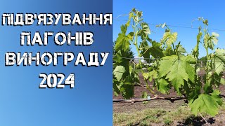 Підв'язування пагонів винограду 2024