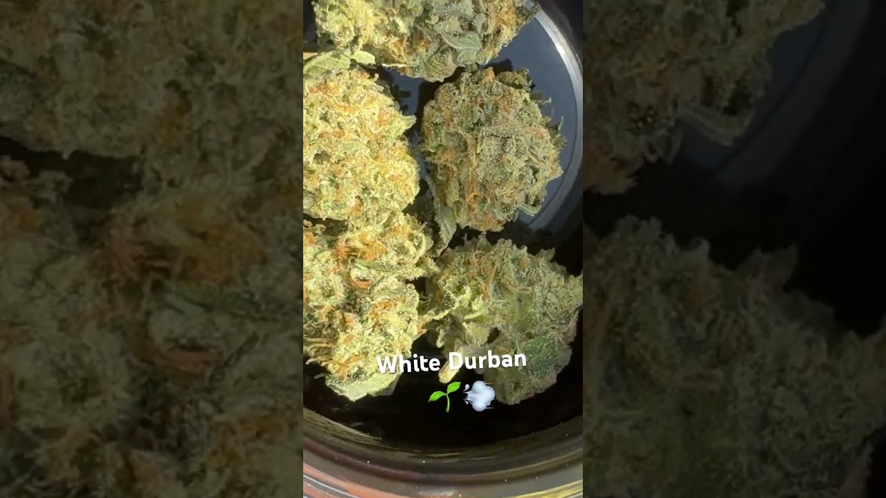 White Durban 