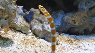 Gorgasia preclara  - Prachtröhrenaal