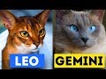 What Type Of Cat Are You Based On Zodiac Sign