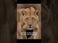 Precision.Patience.Partnership....The silence intelligence of the Lioness...