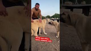 Deride Alarjiyr Bağlı Yara Olmuş Öpek