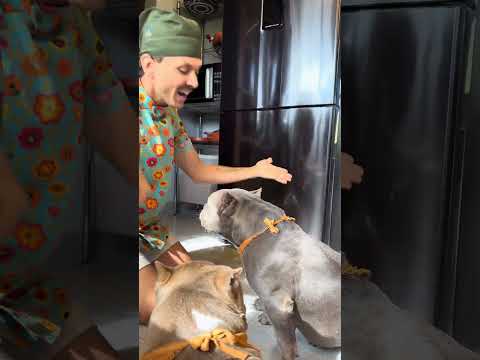 Picolé de Frutas 🤩🐾 Galerinha ama 🫶