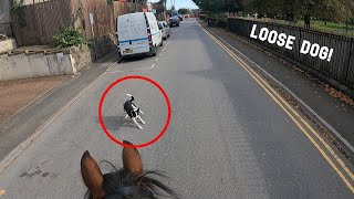 LOOSE DOGS & CLOSE CALLS! | GOPRO HACK | THATOLLIEPONY