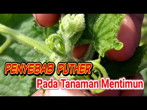 Video: Cetakan Hitam Daun Mentimun