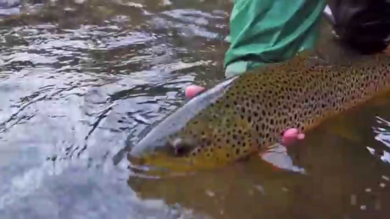 Fly Fishing Video YouTube